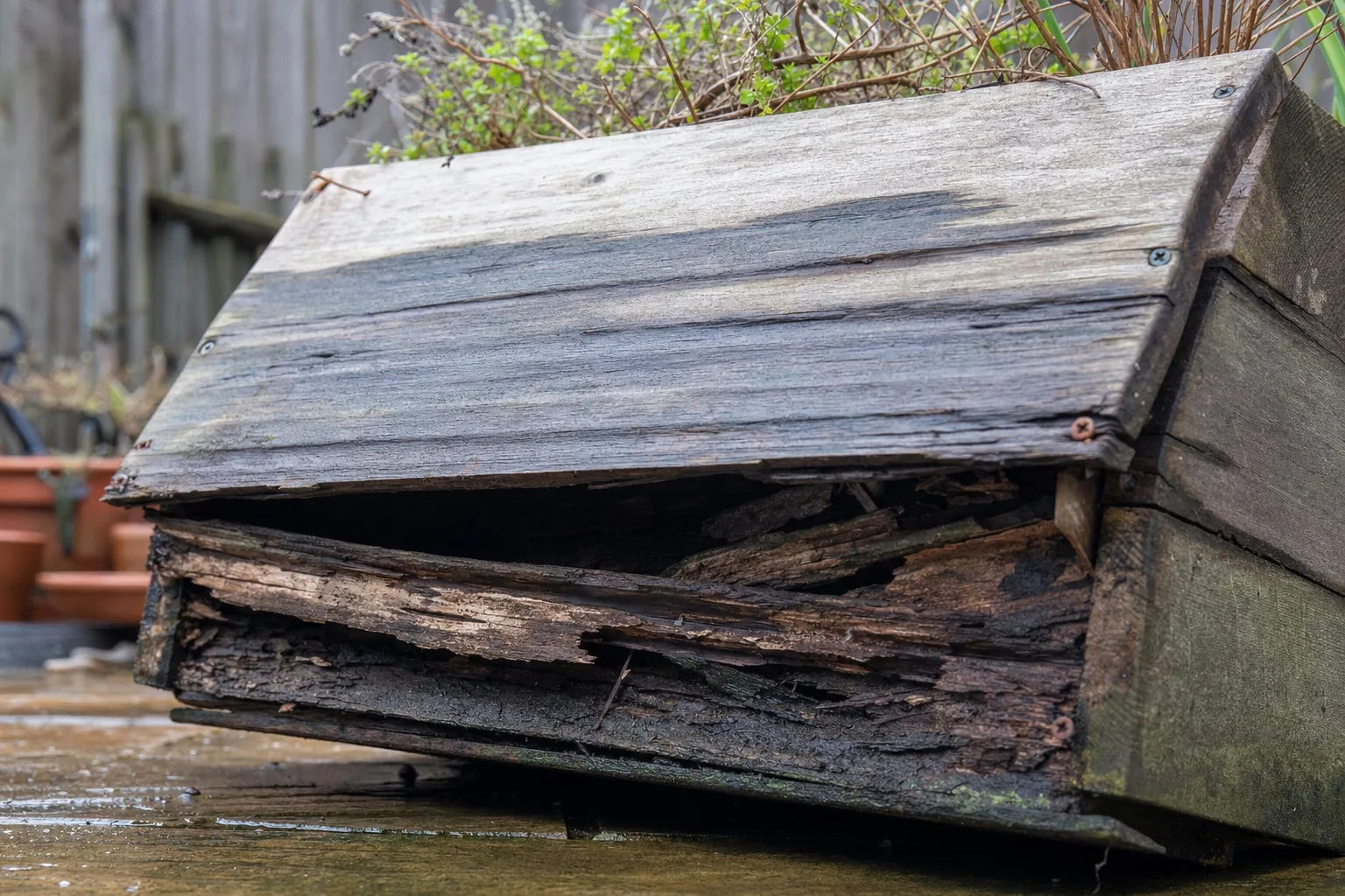 A wooden planter rotted through at the base, the boards soft and splintered, sitting in a puddle