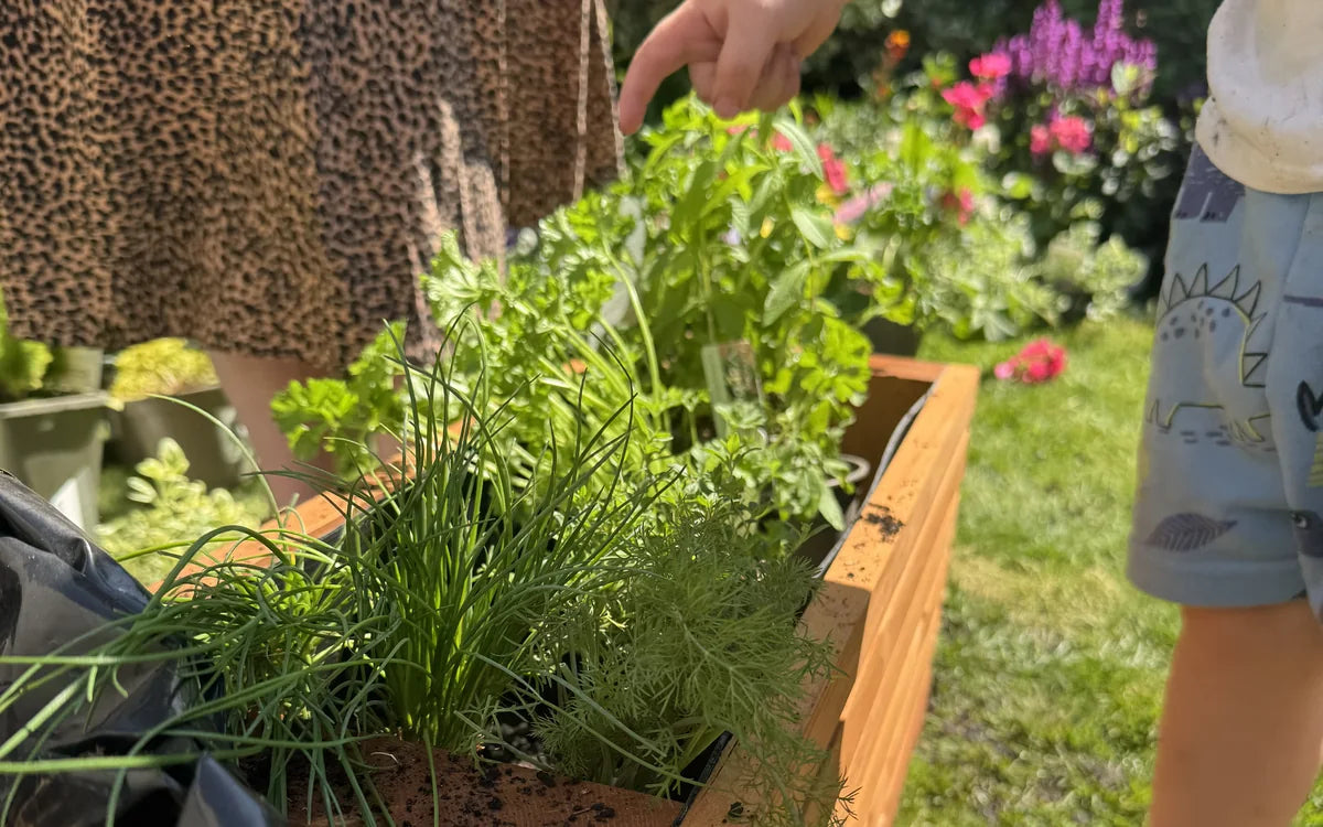 A child planting herbs straight into the lined, ready Sussex planter in a sunny garden